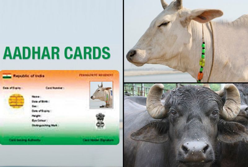 Now, also an Aadhaar card for cattle and buffaloes