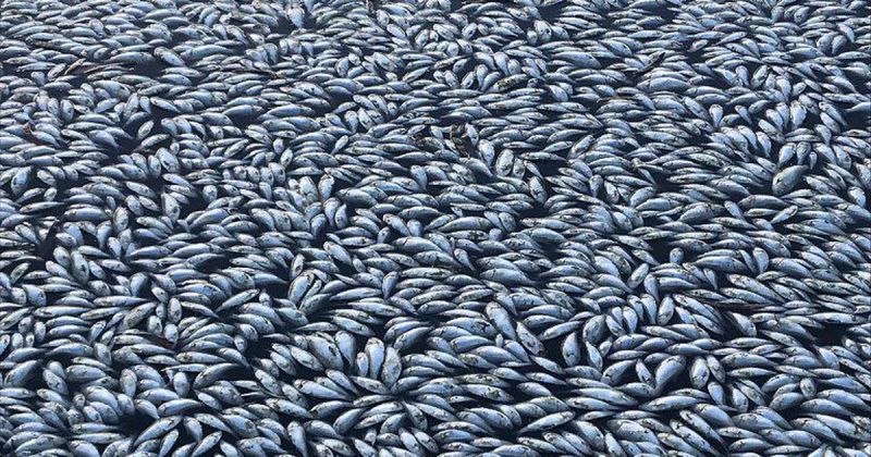 Fish Death Darling River Fish Death Darling River