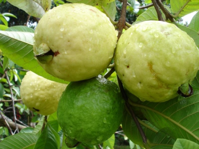Guava 