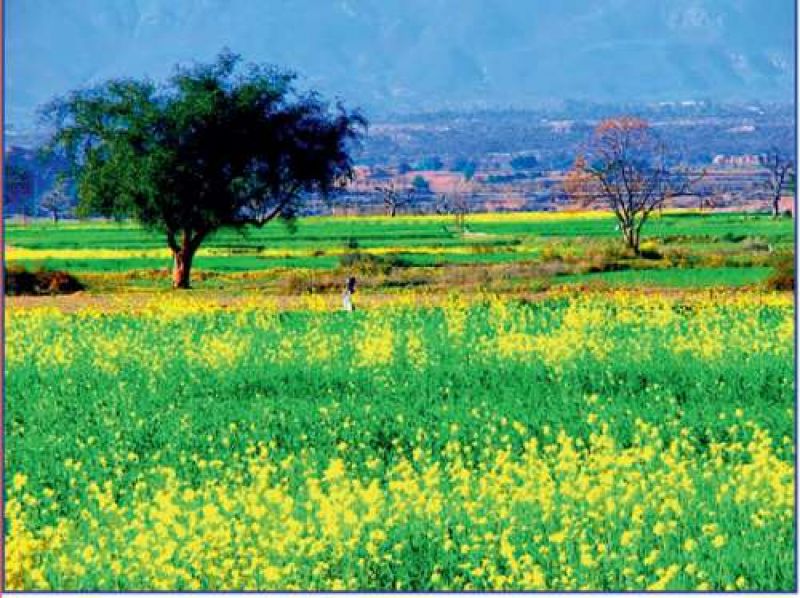 ਗੋਭੀ ਸਰ੍ਹੋਂ ਅਤੇ ਤੋਰੀਆ