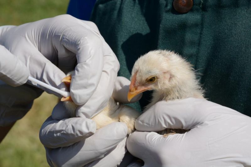 Bird Flu Bird Flu