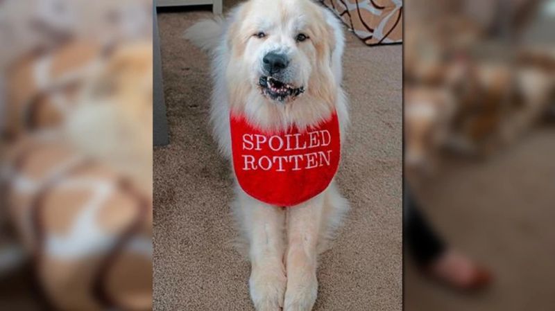 No value for hobby, 30 lakh bus kept for walking the dog