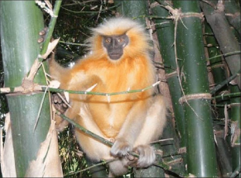Golden Langur