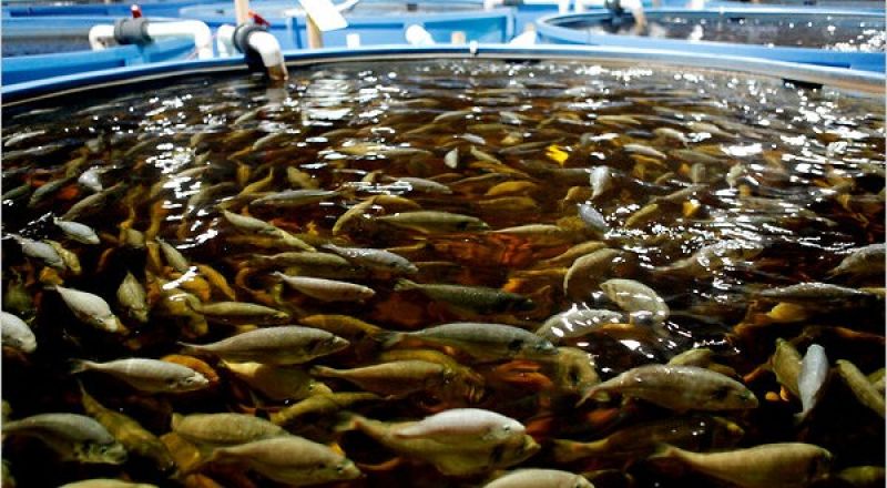 Fish Farming 