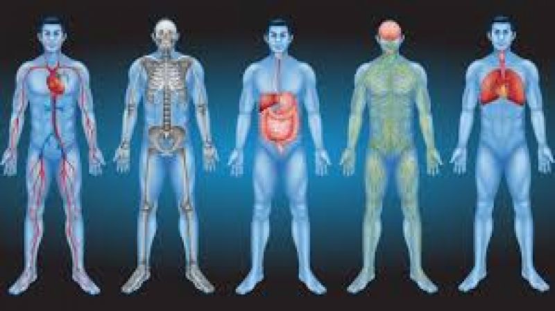 Interstitium New Organ Discovered Human Body