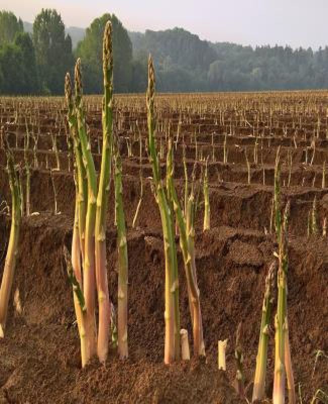 Asparagus Agriculture