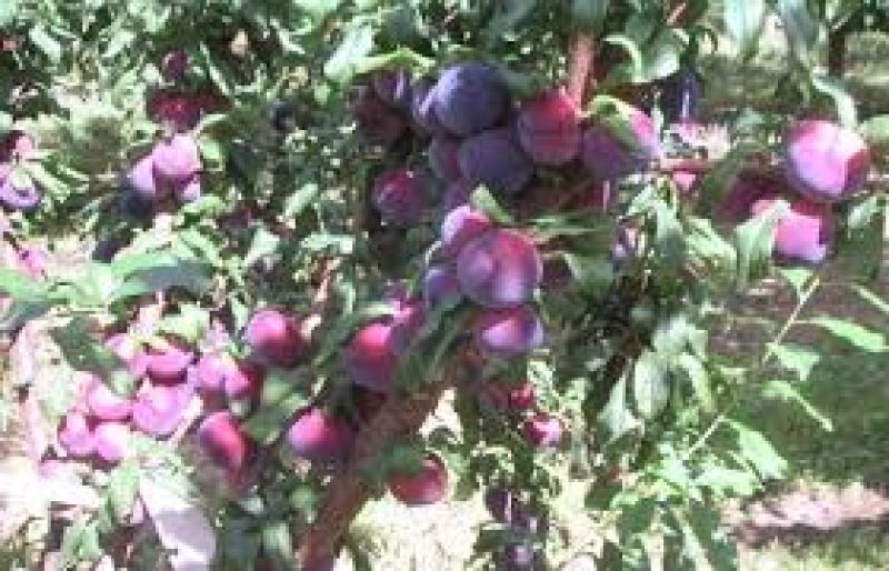 Plums Cultivate  Plums Cultivate