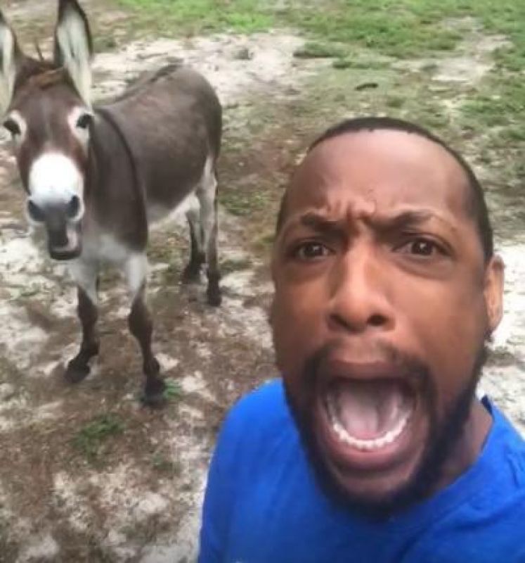 donkey sing a the lion king theme song with his owner video viral