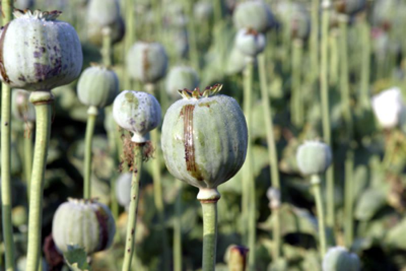 Opium Cultivation Opium Cultivation