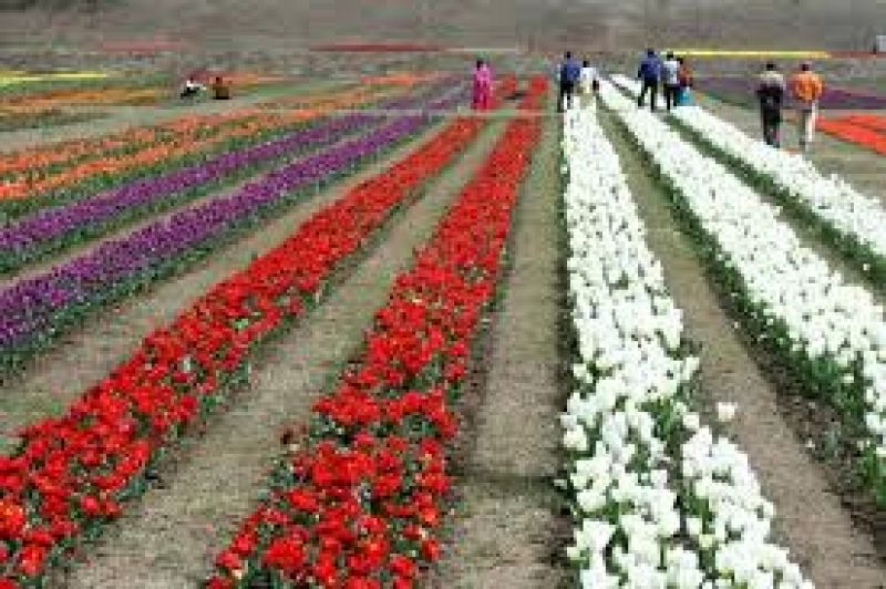 flowers farming