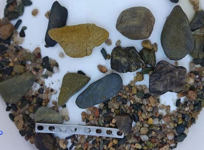 12 foot crocodile eaten to farmers