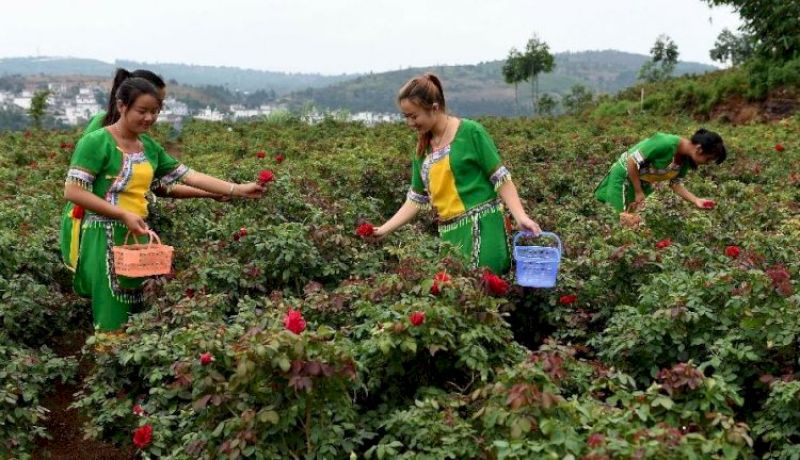 Rose Cultivation