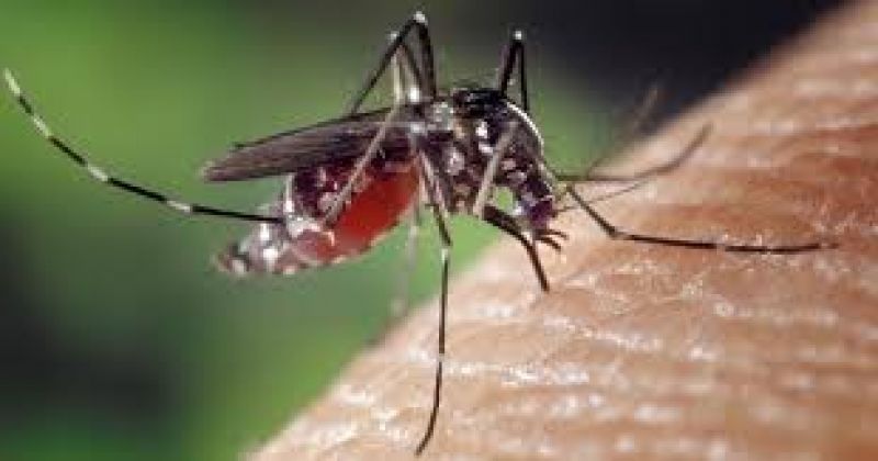 Mosquitoes Mosquitoes