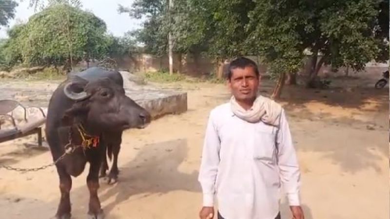 Farmer arrives at police station with buffalo