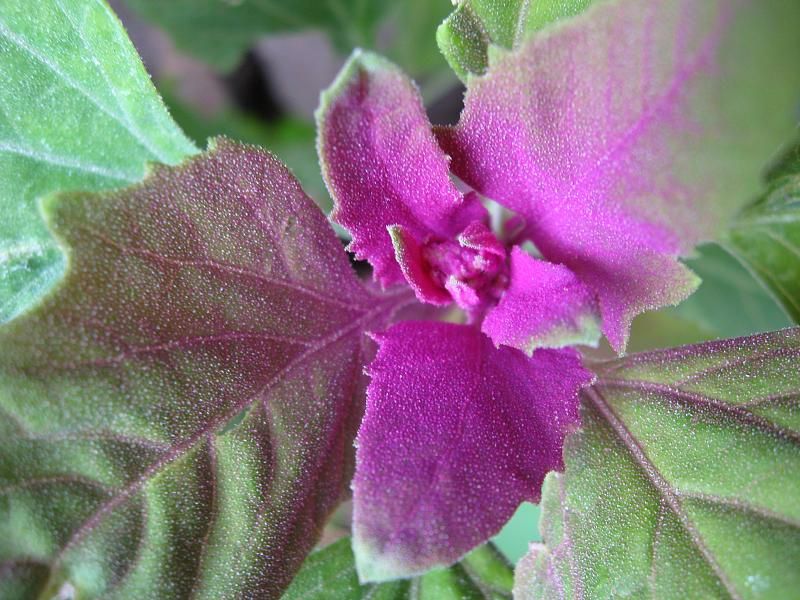 chenopodium album