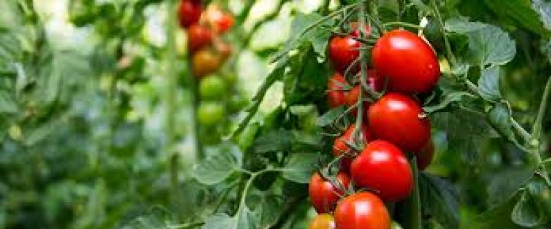 Tomato farming 