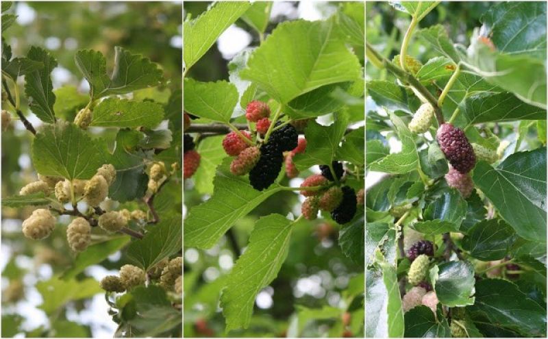 Mo mulberry cultivation