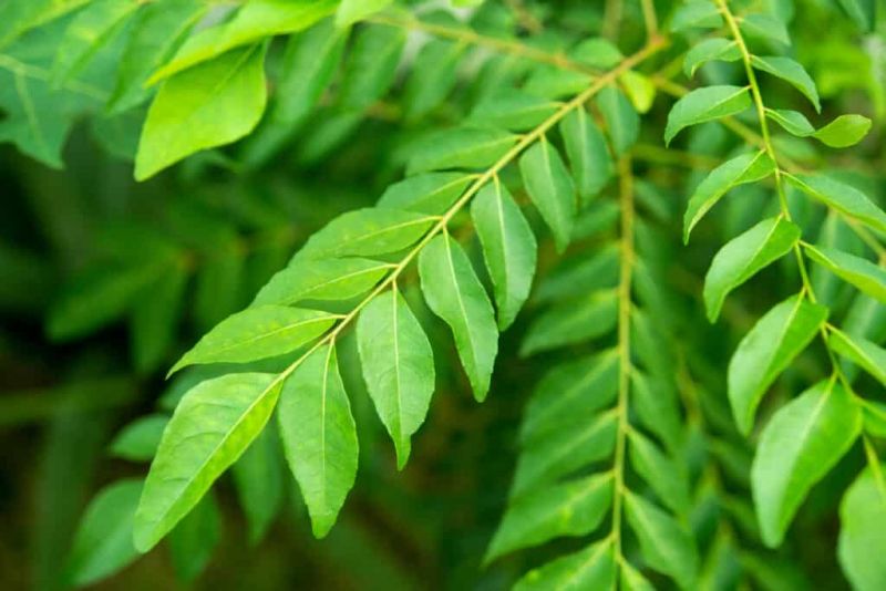 Curry leaf  Curry leaf