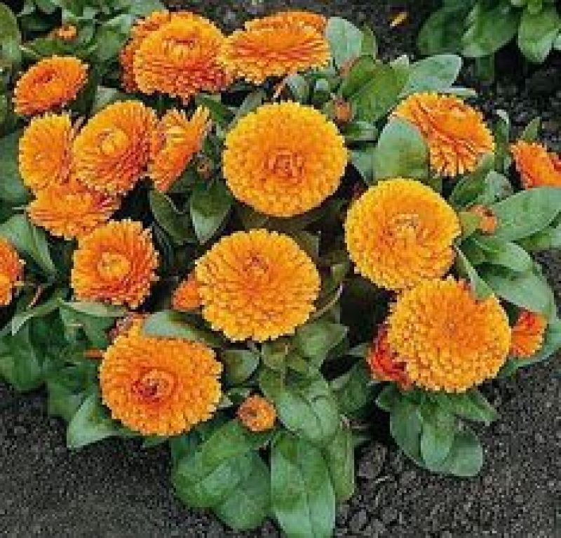 Marigold Flower Cultivation