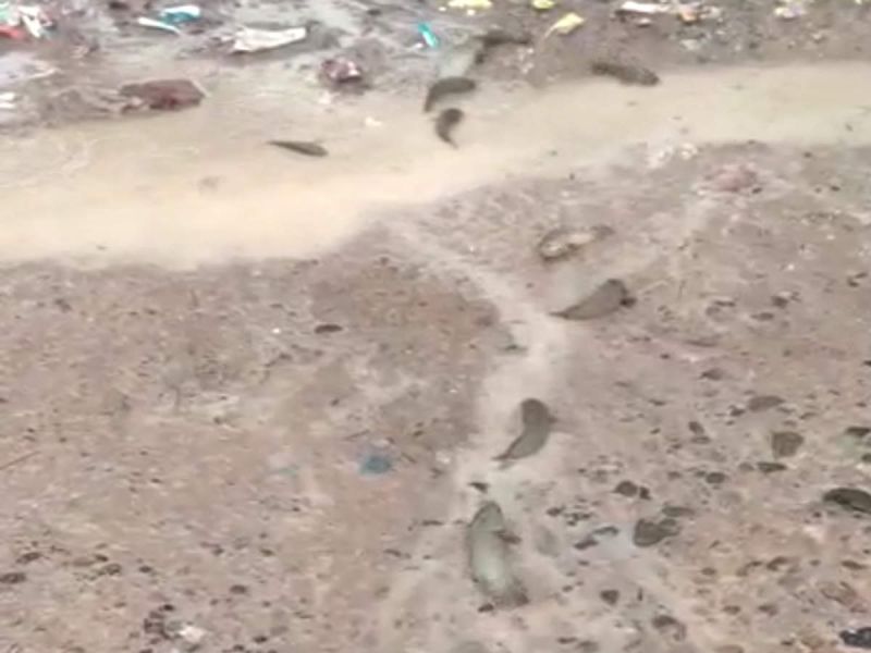 ਆਂਧਰਾ ਪ੍ਰਦੇਸ਼ 'ਚ ਪਿਆ ਮੱਛੀਆ ਦਾ ਮੀਂਹ 