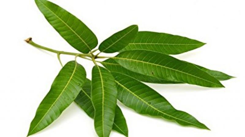 mango leaves