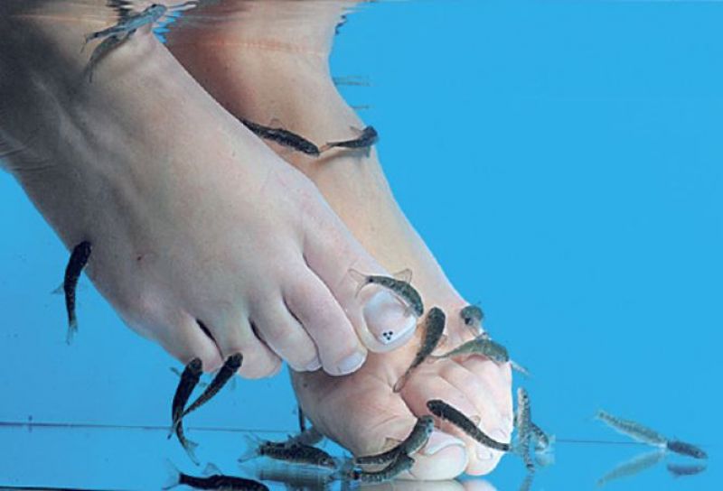 Fish Pedicure Fish Pedicure