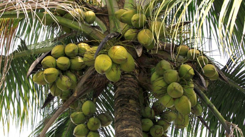 Coconut Farming Coconut Farming