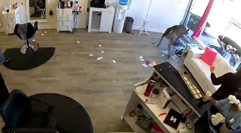 Shop then the Deer Broke