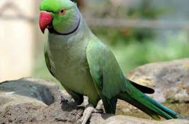 Picture of dutch jailbird sparks