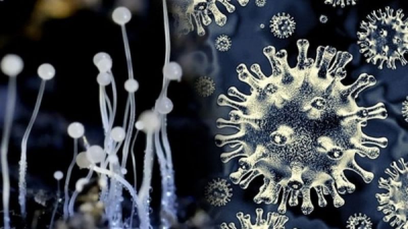 Black Fungus, white fungus