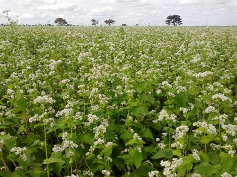 Buckwheat