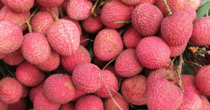 Litchi 