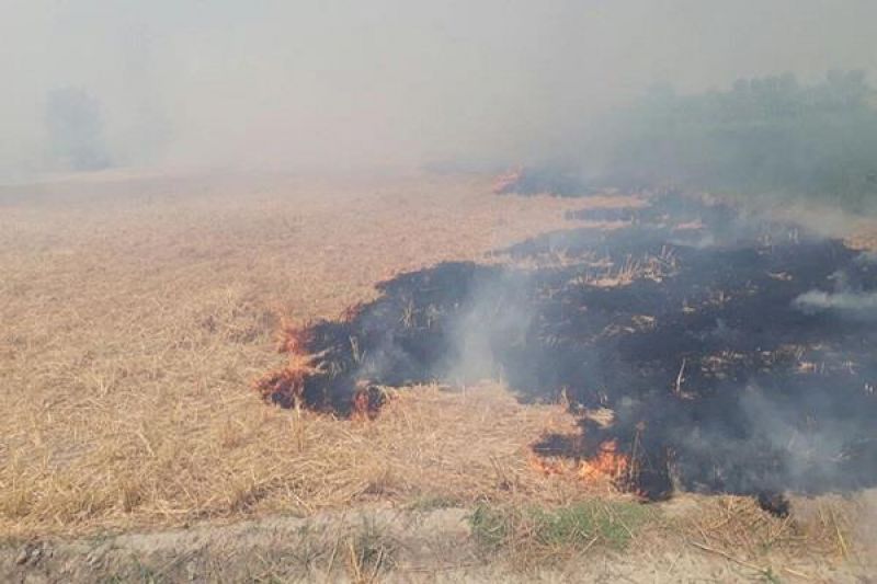 stubble burning