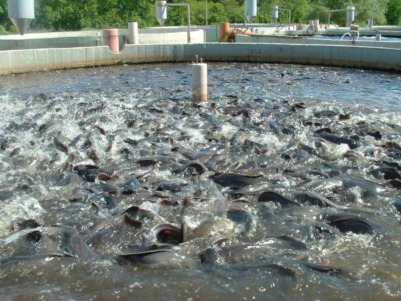 Fish Farming 