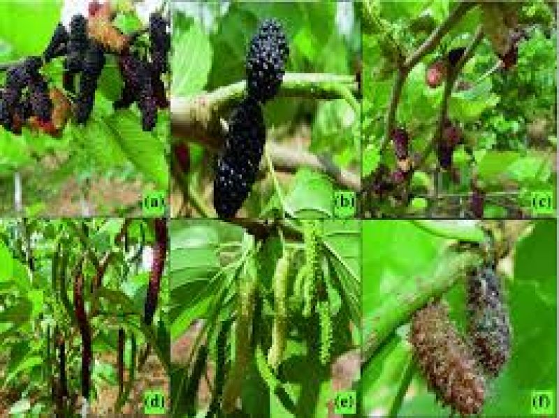 Mo mulberry cultivation
