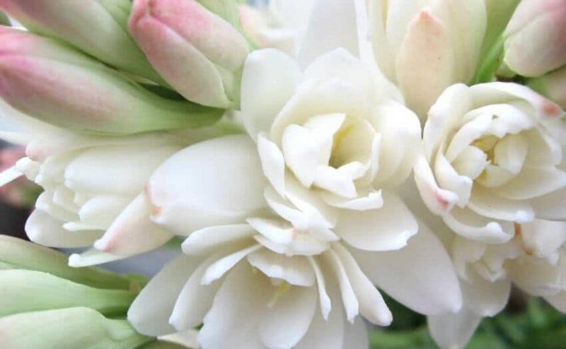  Rajnigandha Cultivation 