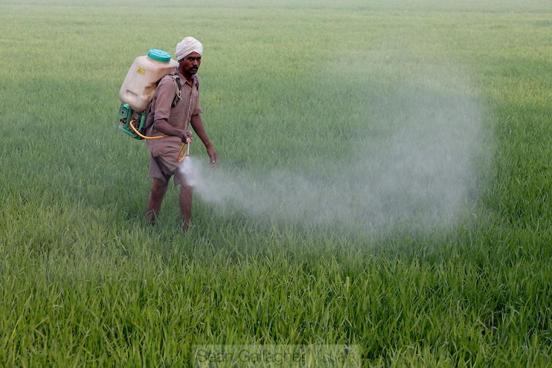 Made in india ddt kill insects deadly for newborns can be reason of dangerous disease