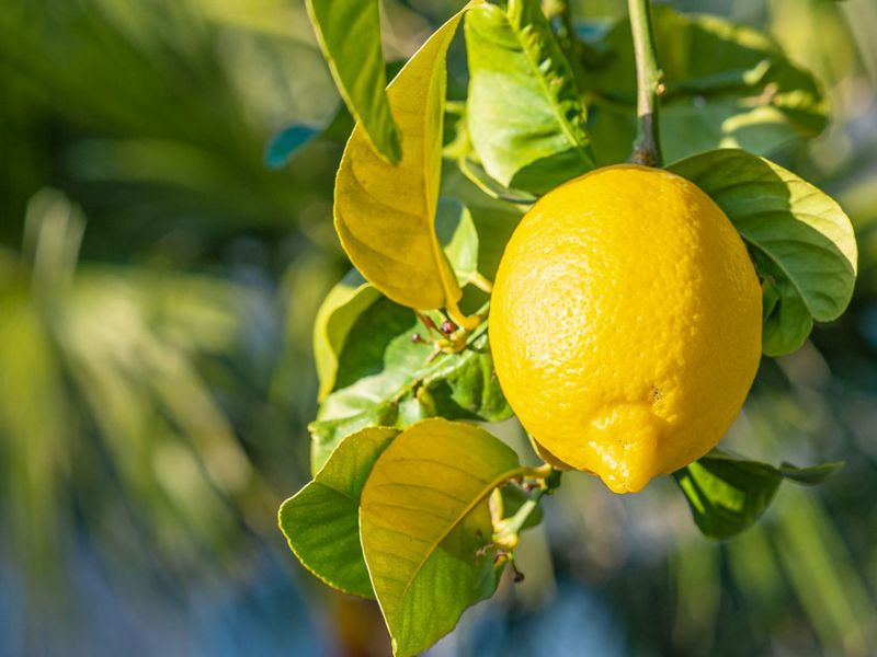 Lemon Leaves Benefits   Lemon Leaves Benefits