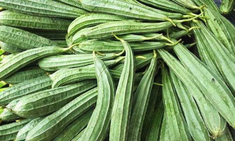 Luffa is useful in summer