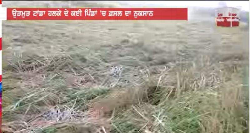 rain destroy crop rain destroy crop