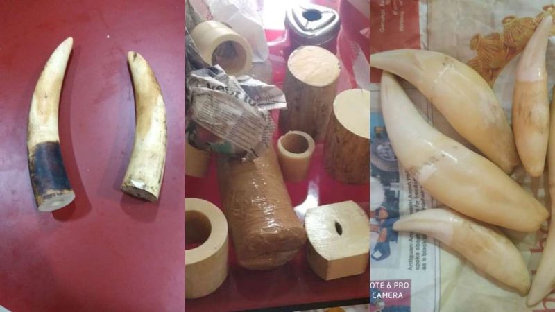 tusks and Tiger teeth recovered