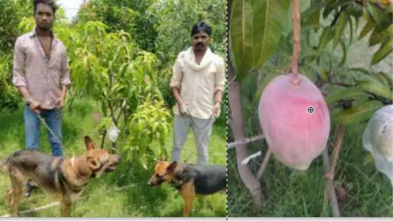The owner kept 4 guards and 6 dogs to protect the mango worth Rs 2.5 lakh per kg