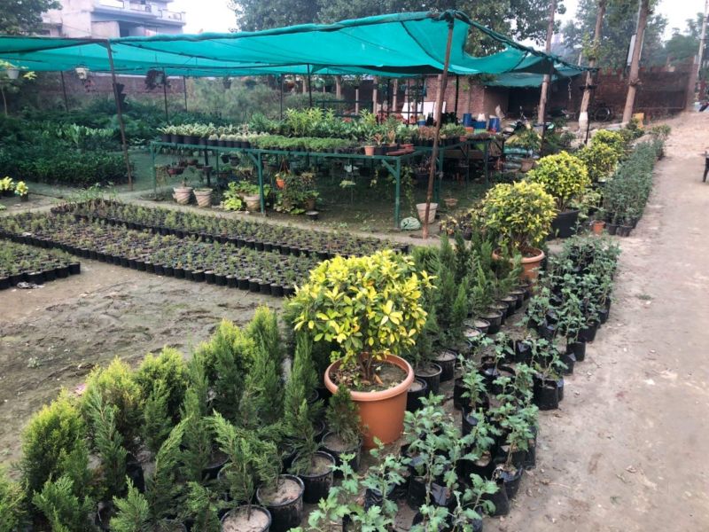 Plant Nursery