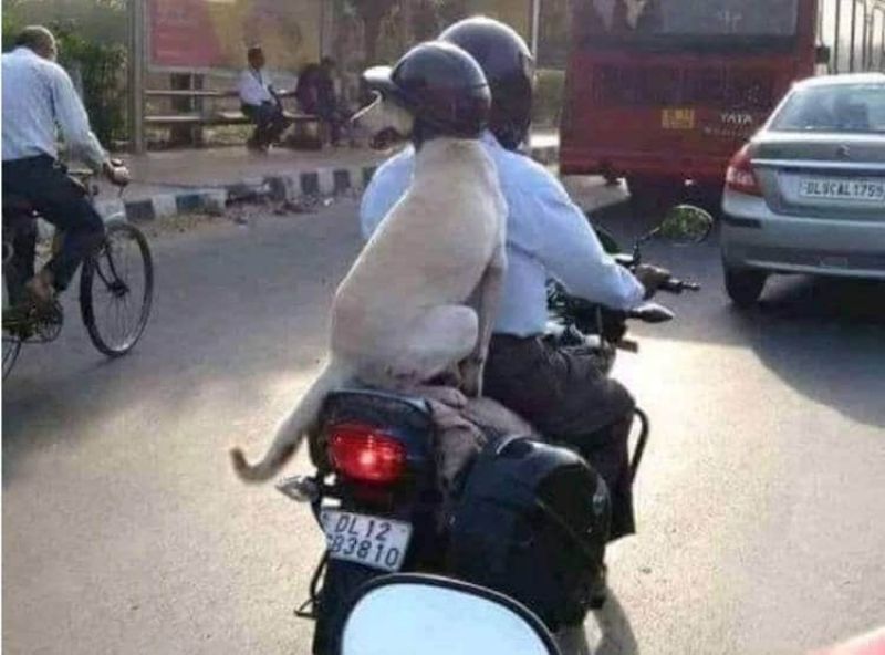 dog wearing helmet