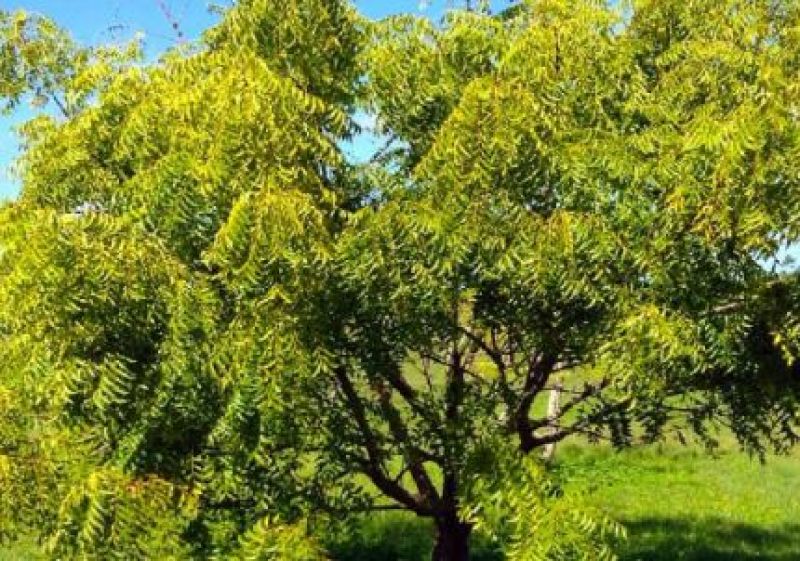 Neem Neem