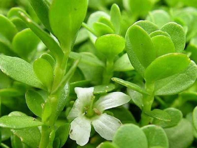 ਬ੍ਰਾਹਮੀ 