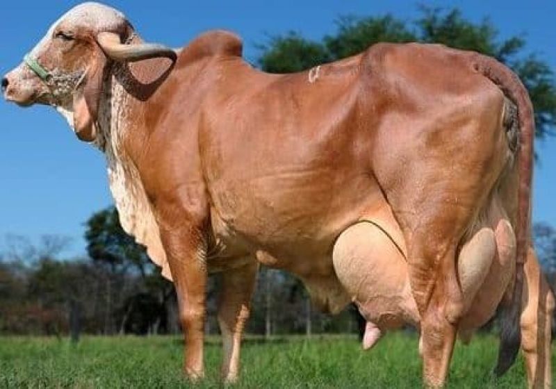 Gir Cow 