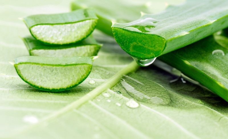 Aloe Vera Aloe Vera