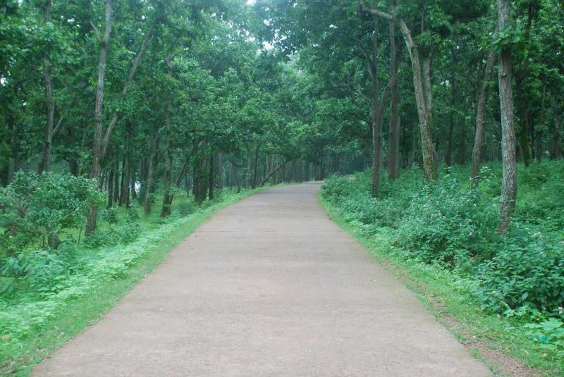 Netarhat Jungle Netarhat Jungle