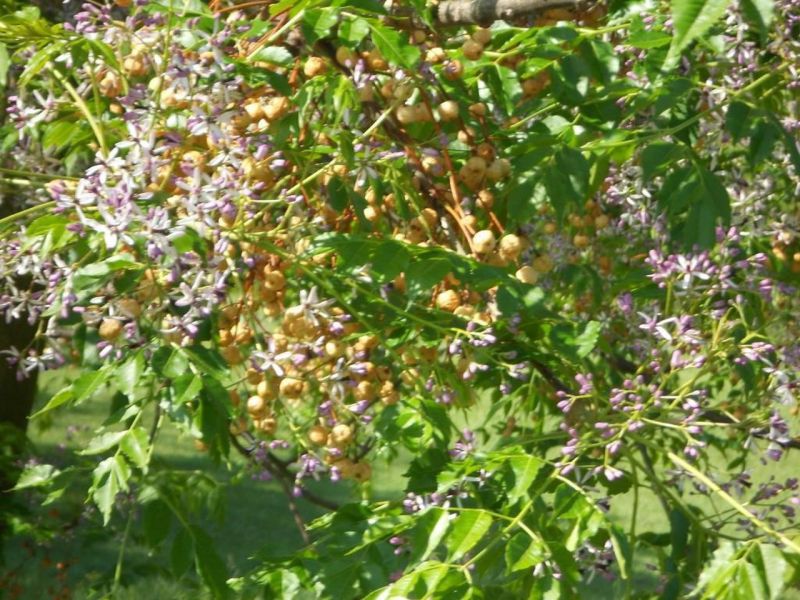 Chinaberry